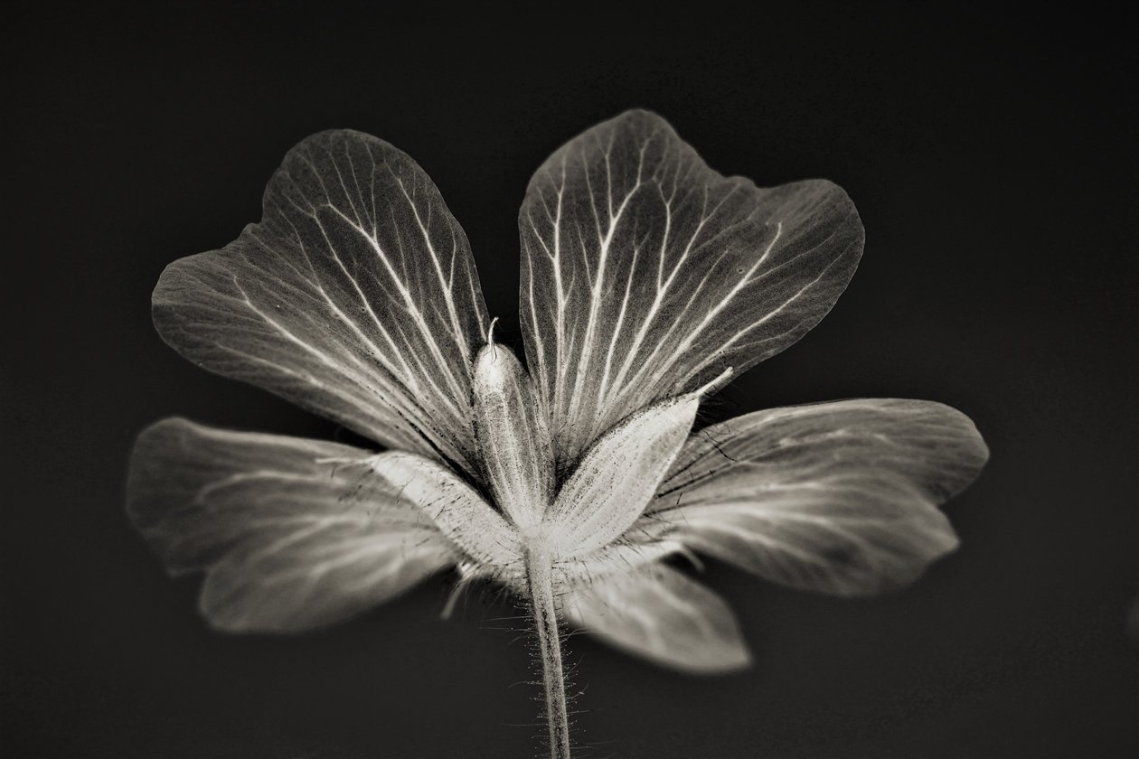 Clarity, 2019 by Alex Caminker
