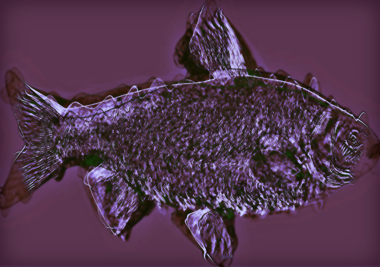 Fish by Alex Caminker