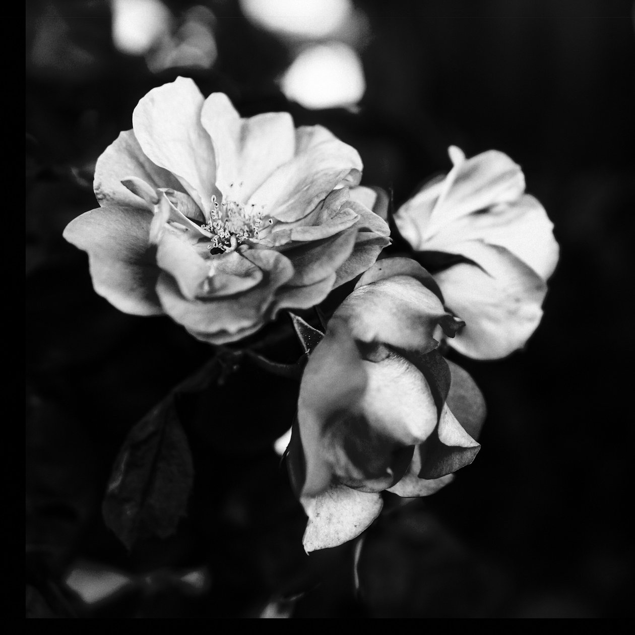 Three Flowers by Alex Caminker