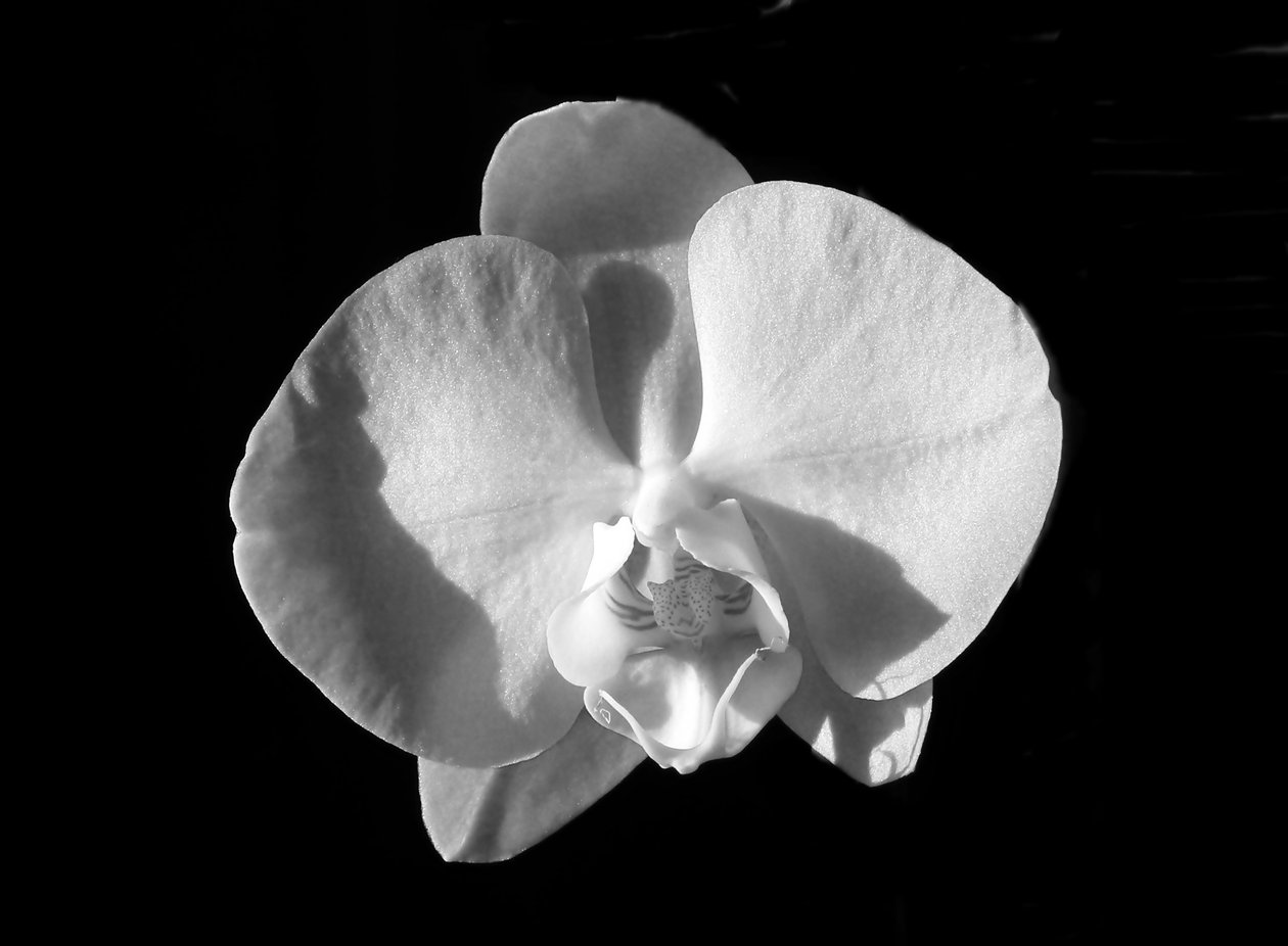 Untitled (Flower) by Alex Caminker