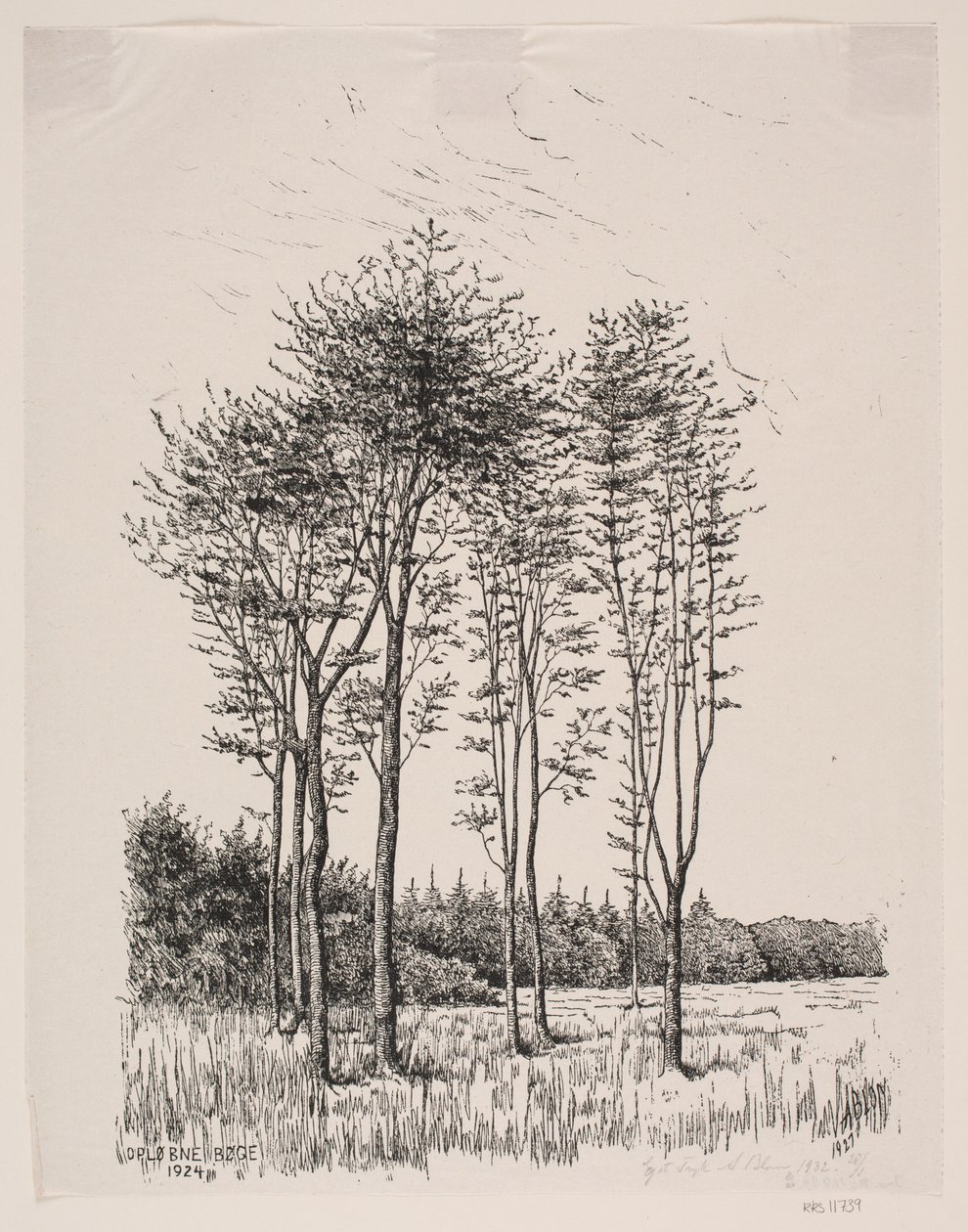 Sprouting Beeches by Alexander Blom