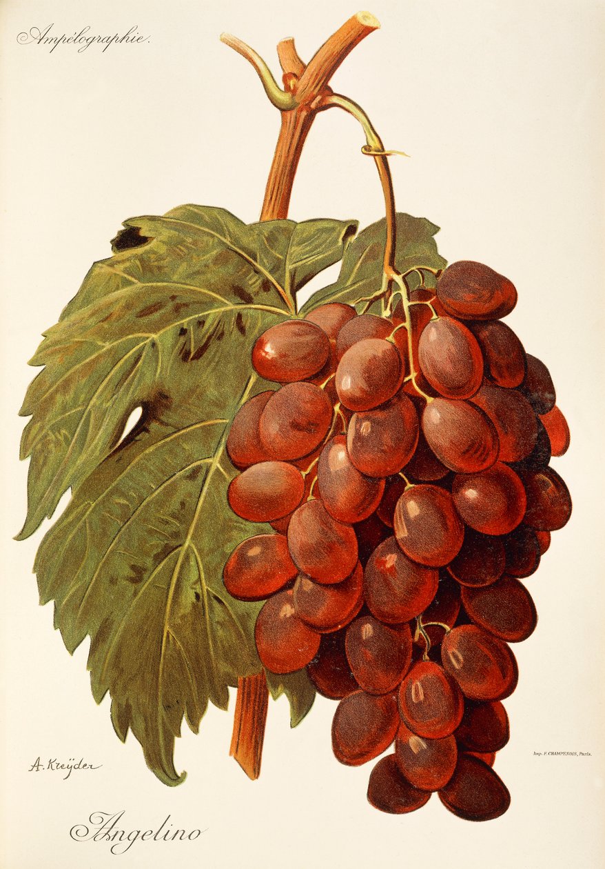 Angelino grape by Alexis Kreyder