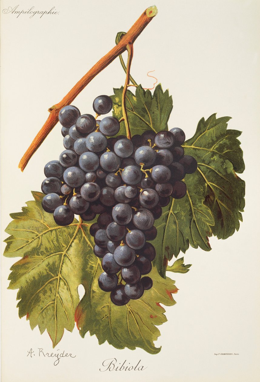 Bibiola grape by Alexis Kreyder