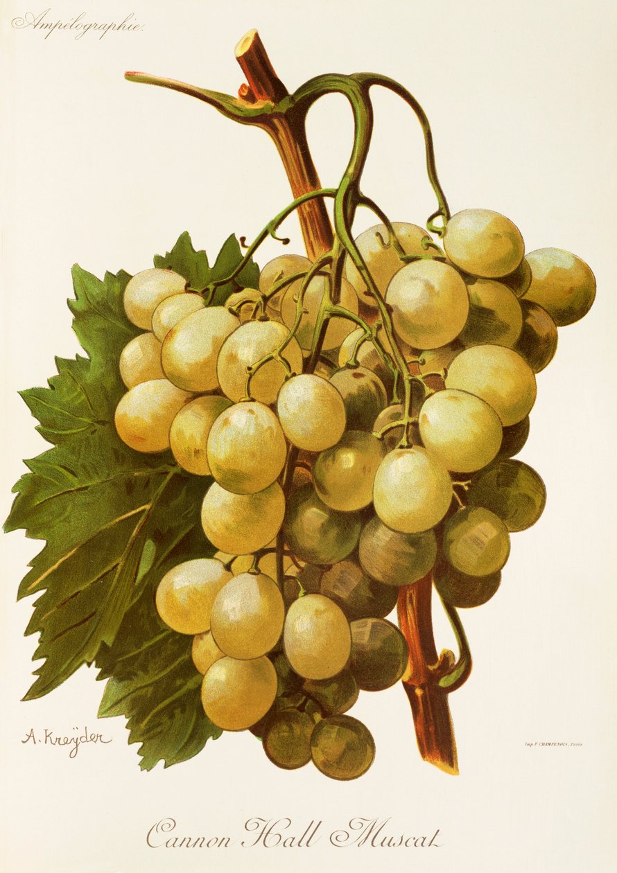 Cannon Hall Muscat Grape by Alexis Kreyder