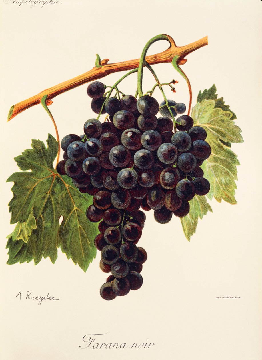 Farana Noir grape by Alexis Kreyder