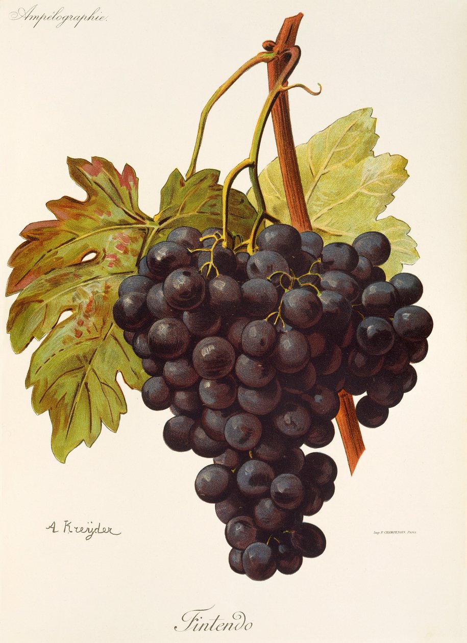 Fintendo Grape by Alexis Kreyder