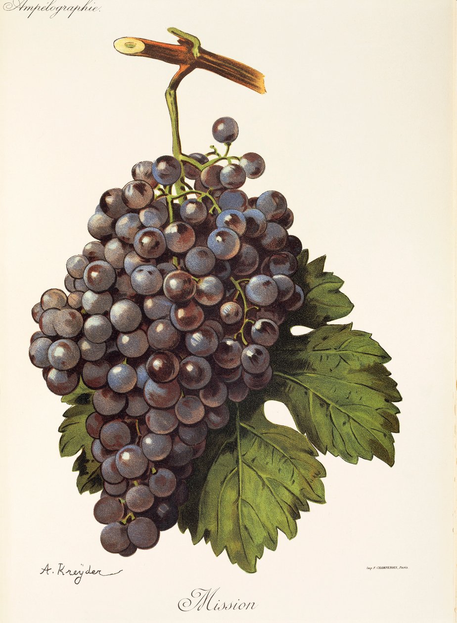 Mission Grape by Alexis Kreyder