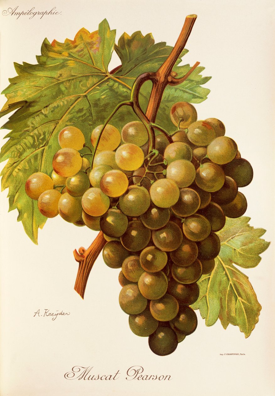 Muscat Pearson grape by Alexis Kreyder