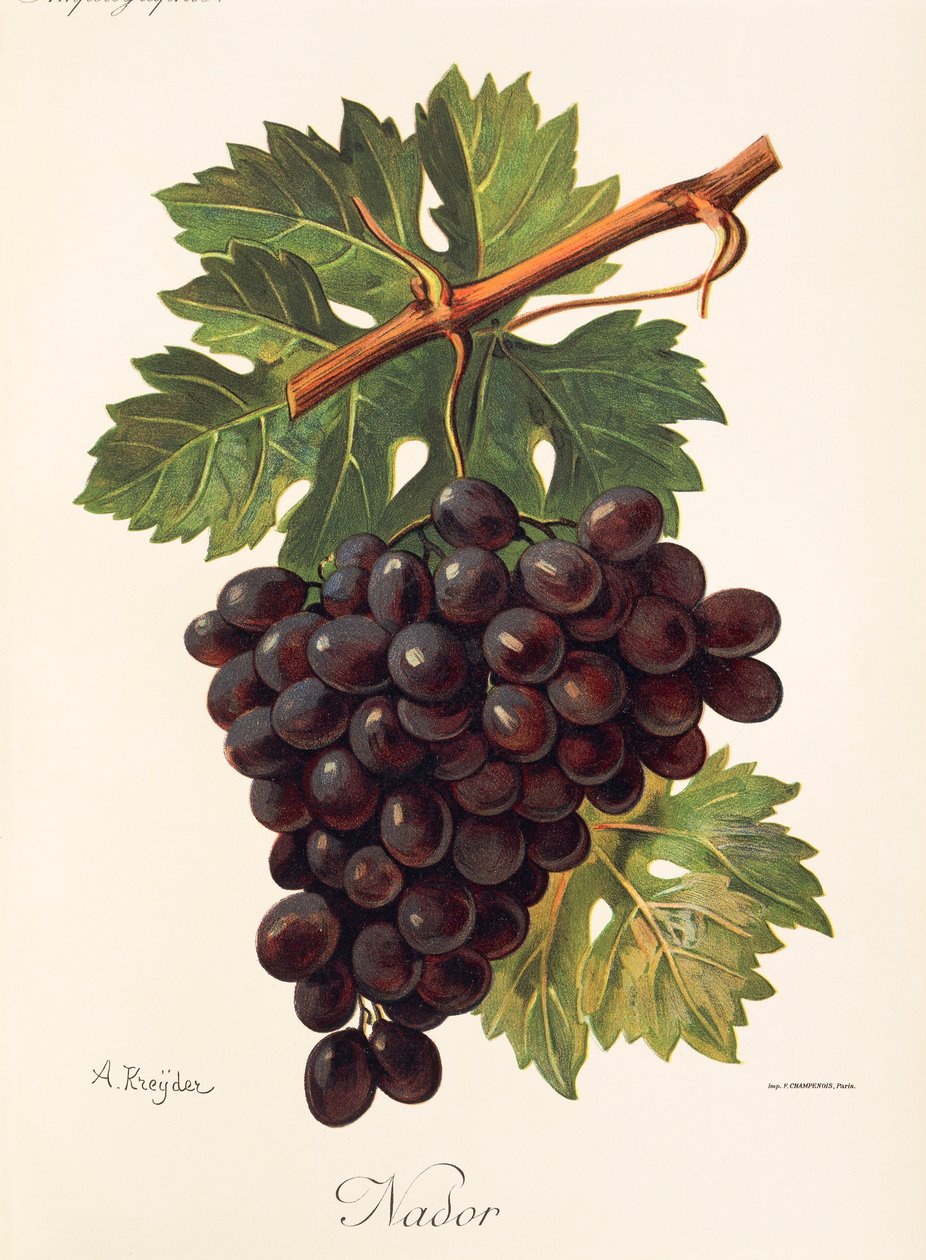 Nador grape by Alexis Kreyder