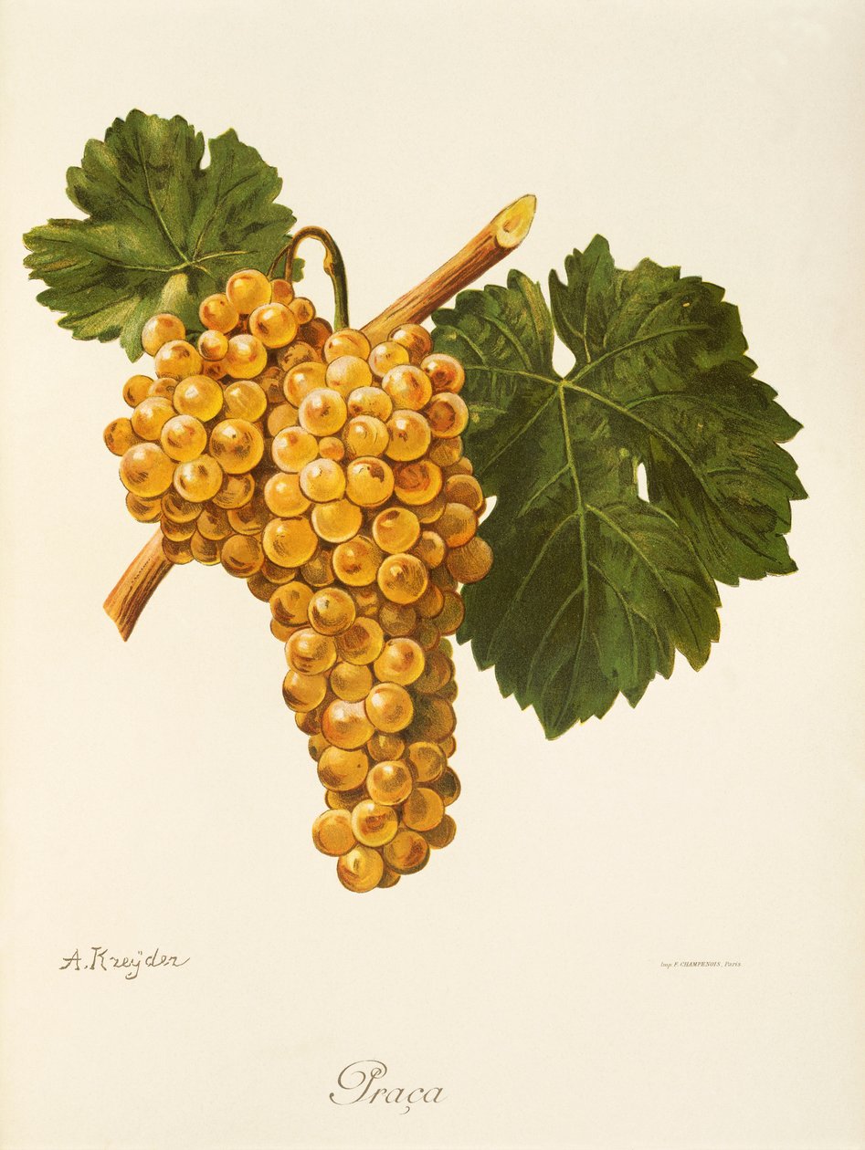 Praca grape by Alexis Kreyder