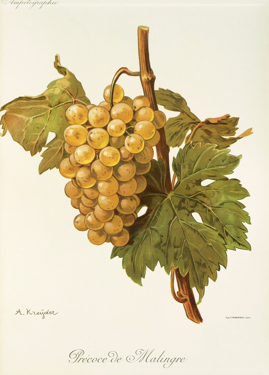 Precoce de Malingre Grape by Alexis Kreyder