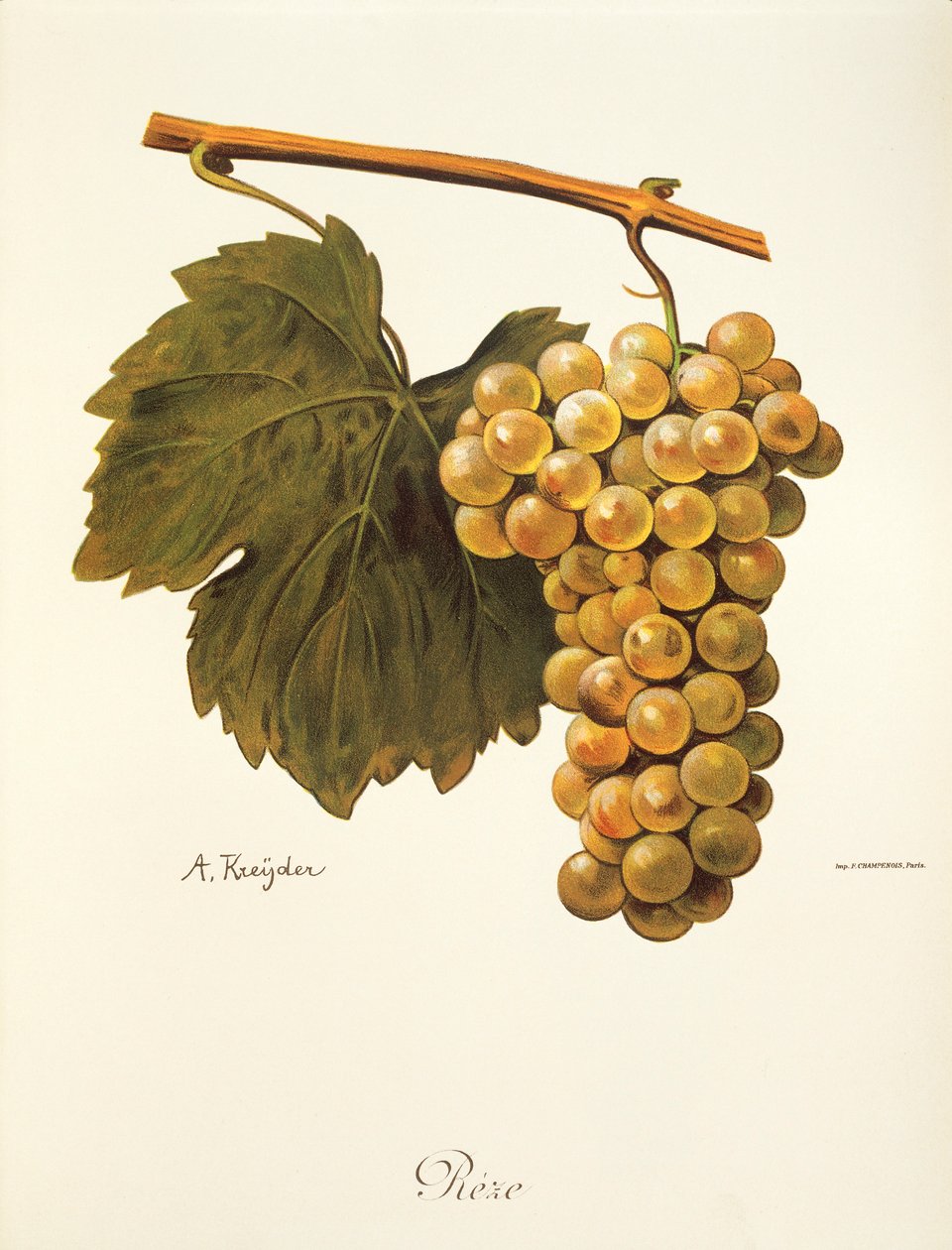 Reze grape by Alexis Kreyder