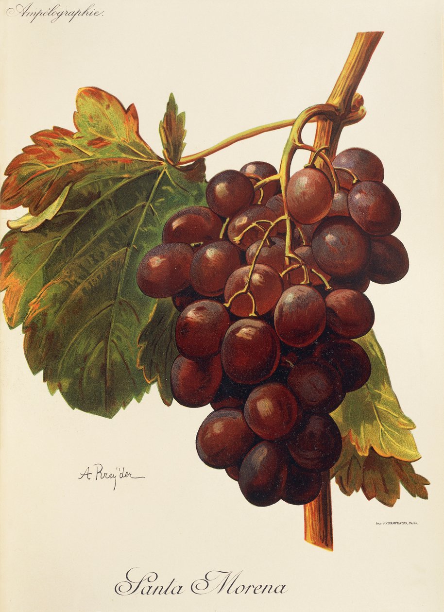 Santa Morena grape by Alexis Kreyder
