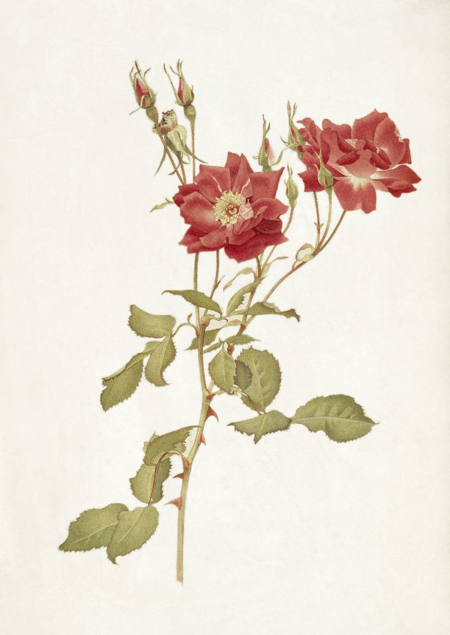 Rose: Bourbon by Alfred Parsons