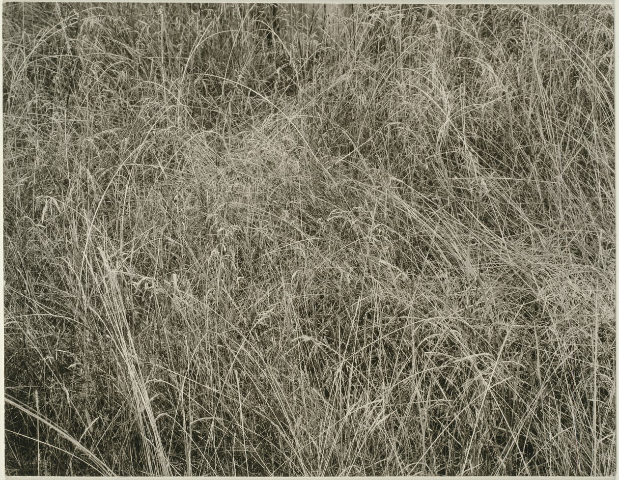 Grass by Alfred Stieglitz