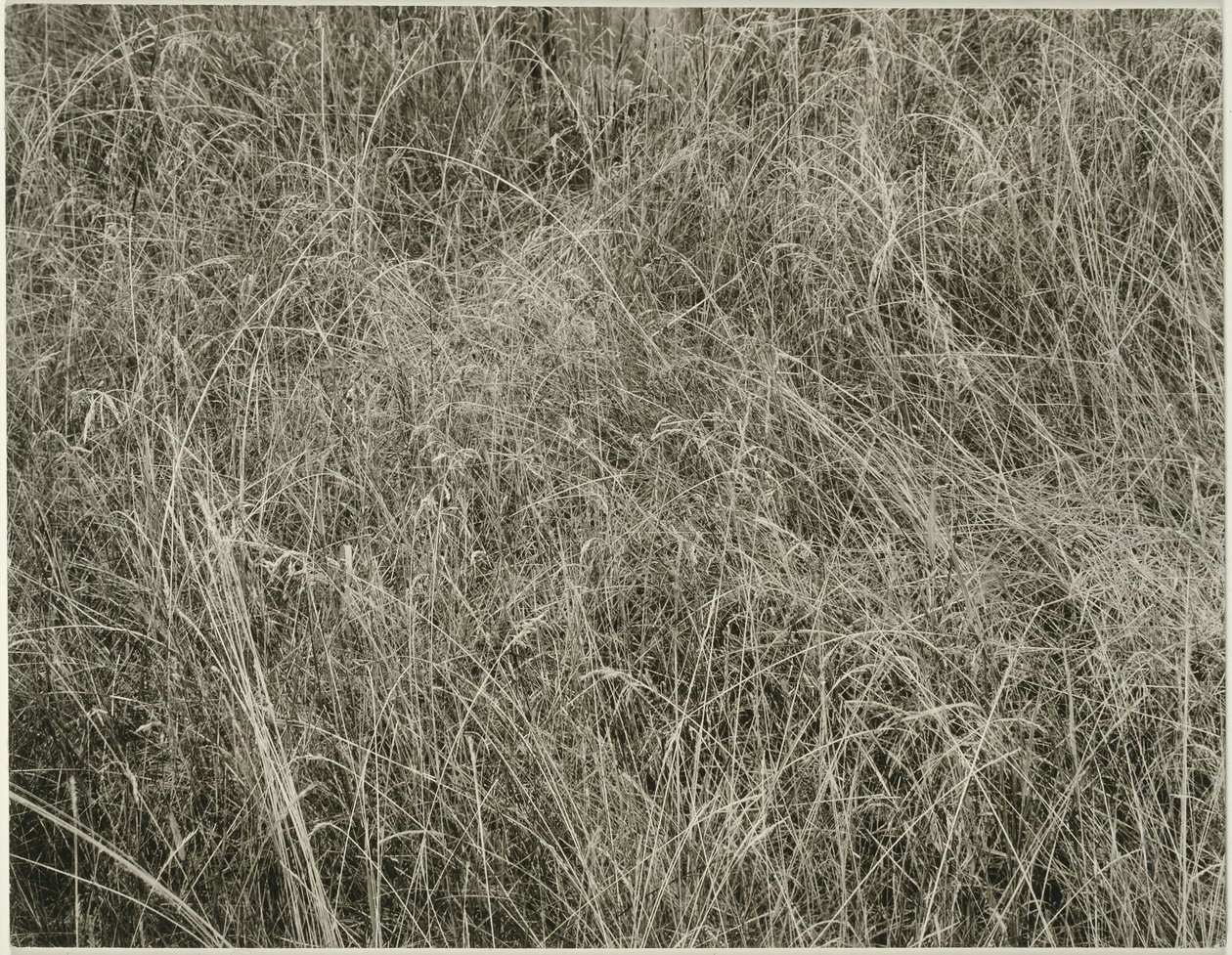 Grass by Alfred Stieglitz