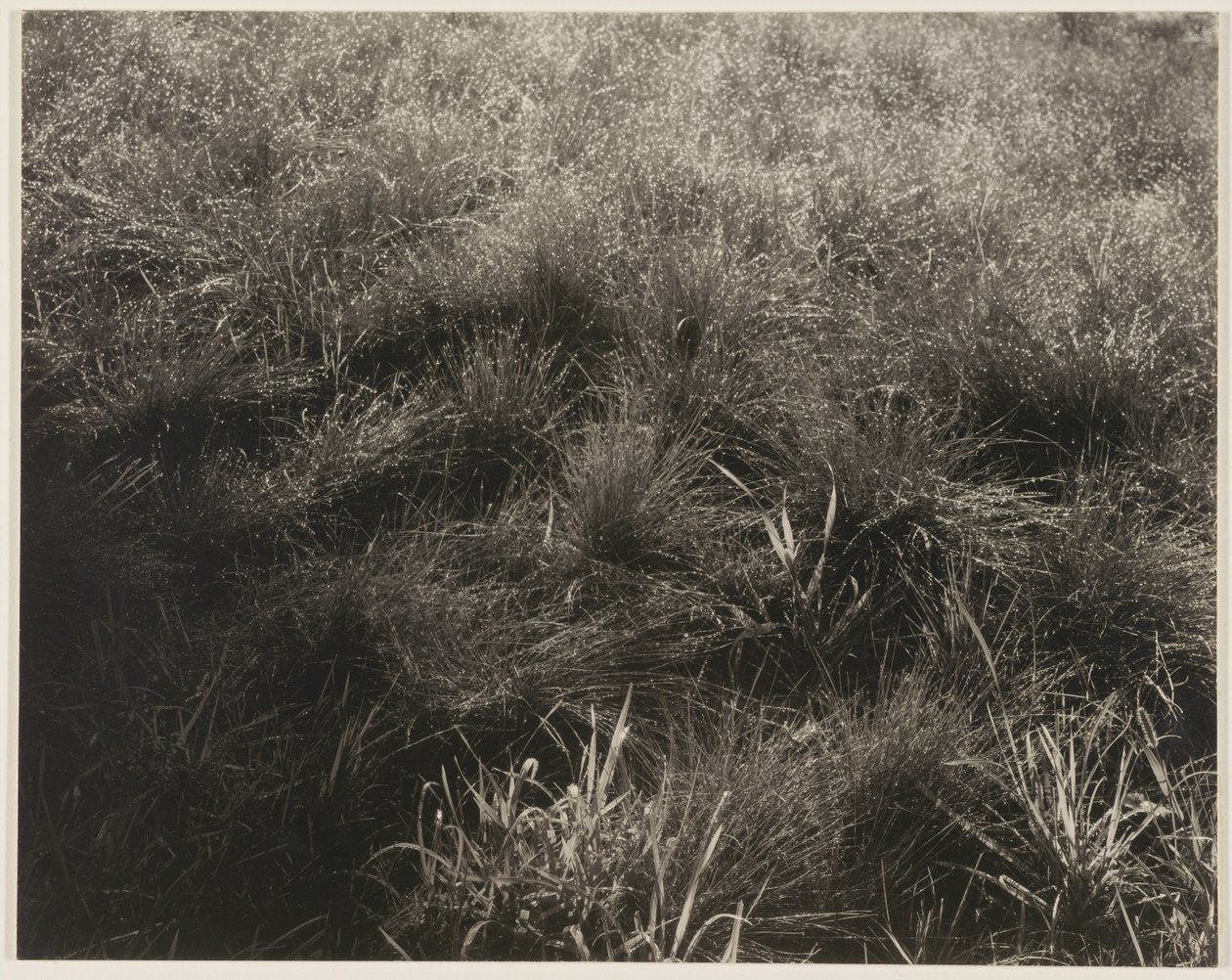 Grasses by Alfred Stieglitz