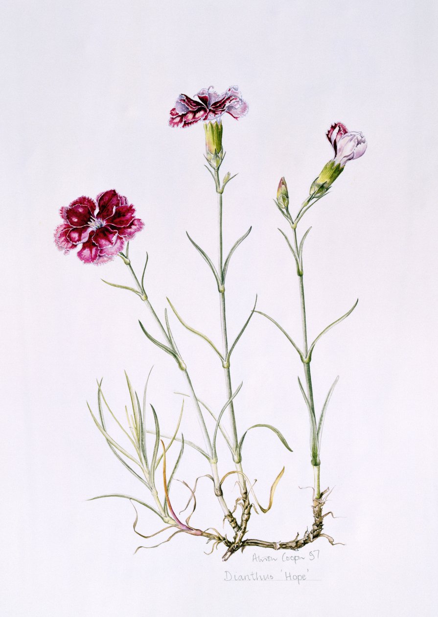 Dianthus Hope, 1997 by Alison Cooper