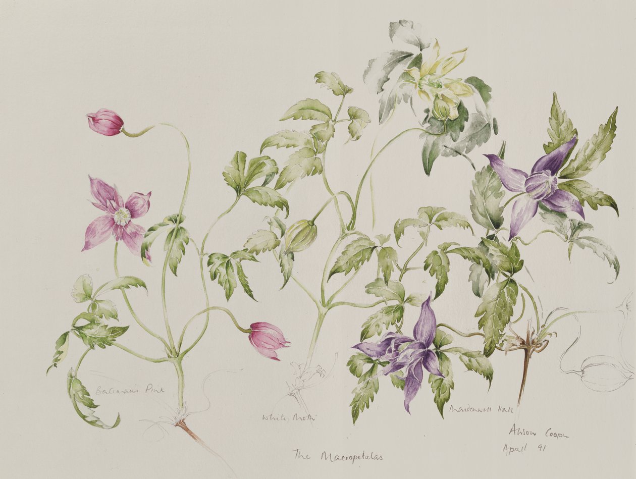 The Macropetalas by Alison Cooper