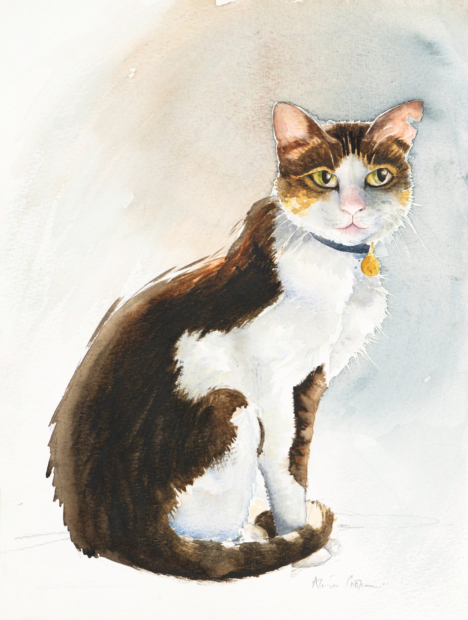 Dave the Saudi Cat by Alison Cooper
