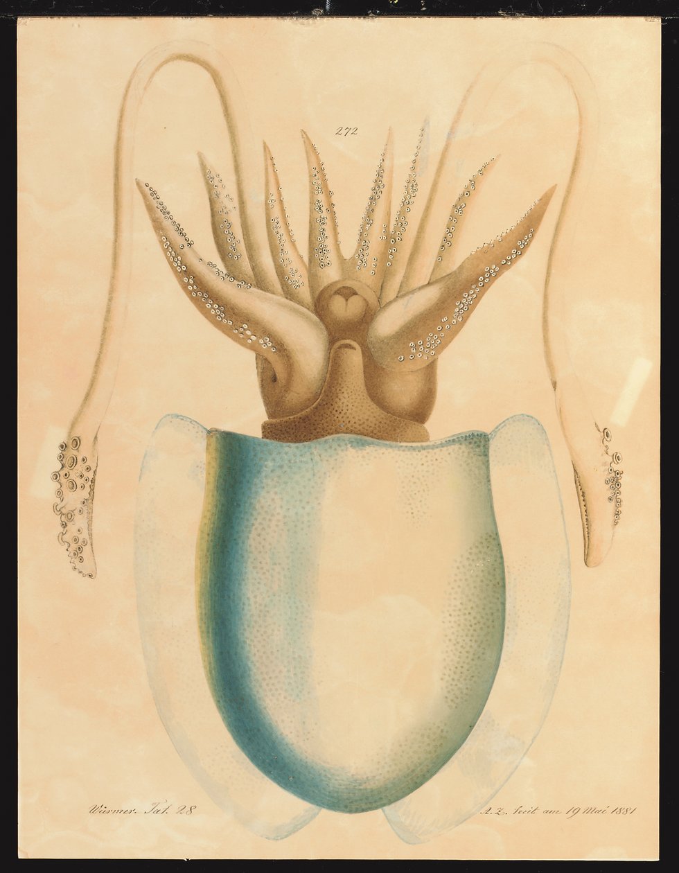 A Cuttlefish Study by Aloys Zötl