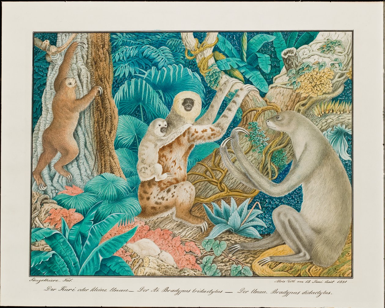 Sloths by Aloys Zötl