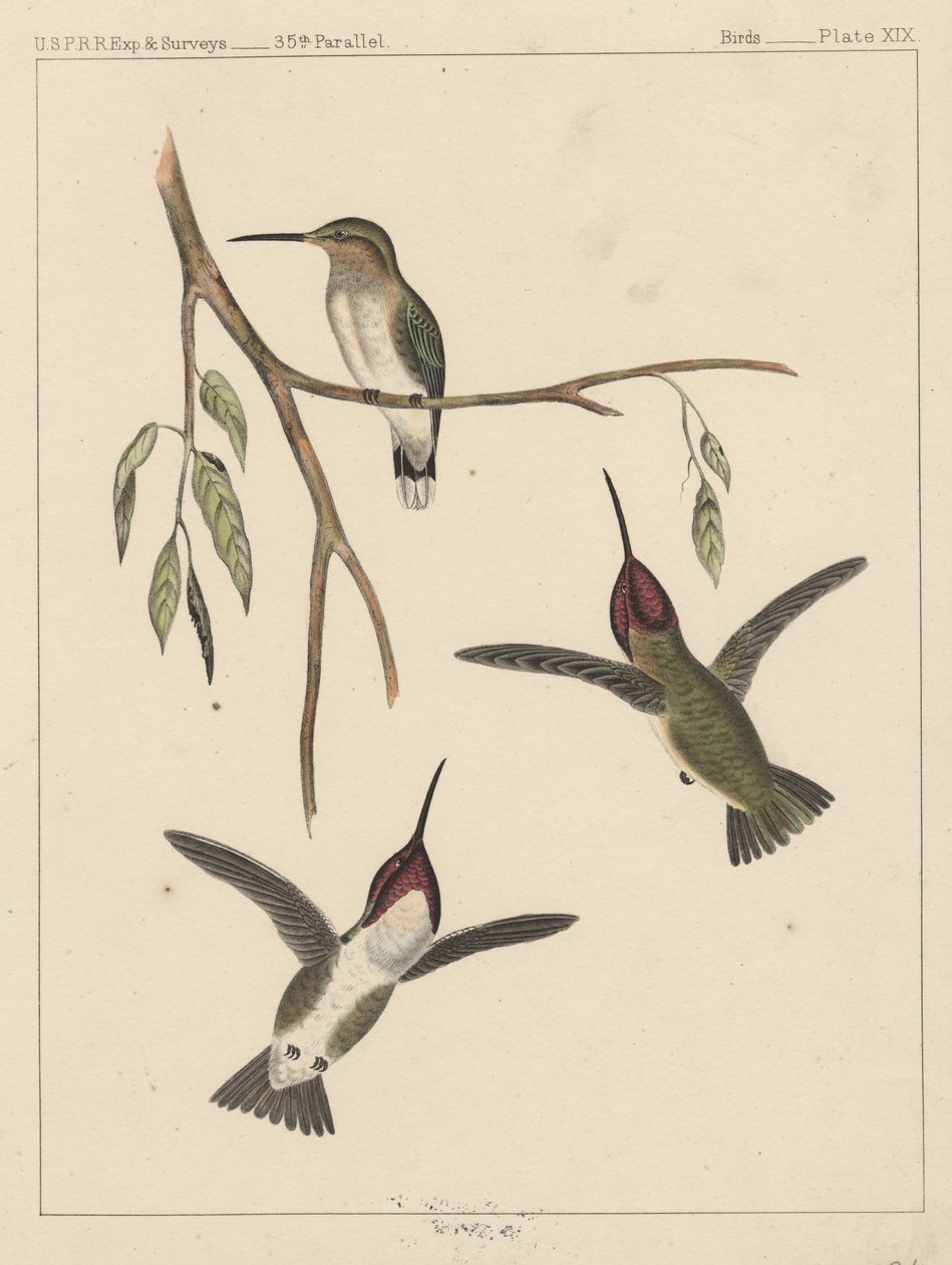 Birds, Plate XIX by American School