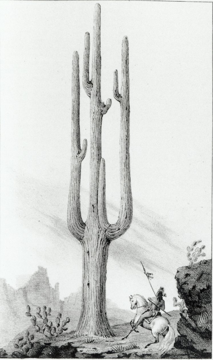 Cereus Giganteus by American School