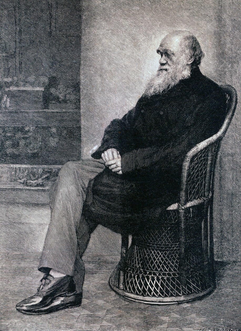 Portrait of Charles Darwin by American School