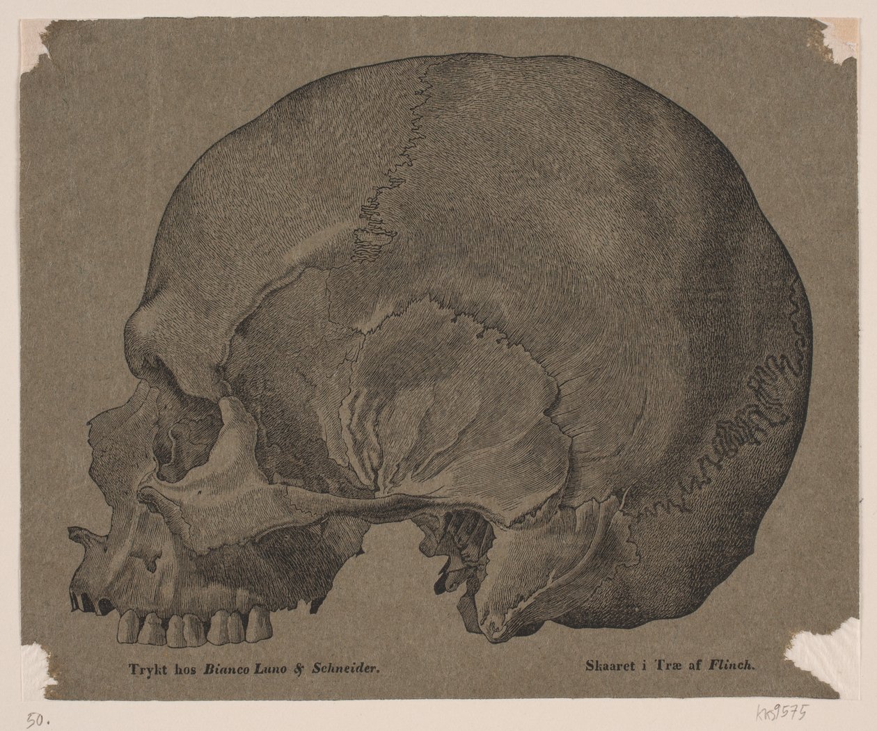 Skull by Andreas Flinch