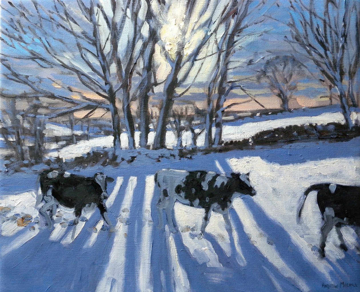 Friesian Cows, 2009 by Andrew Macara