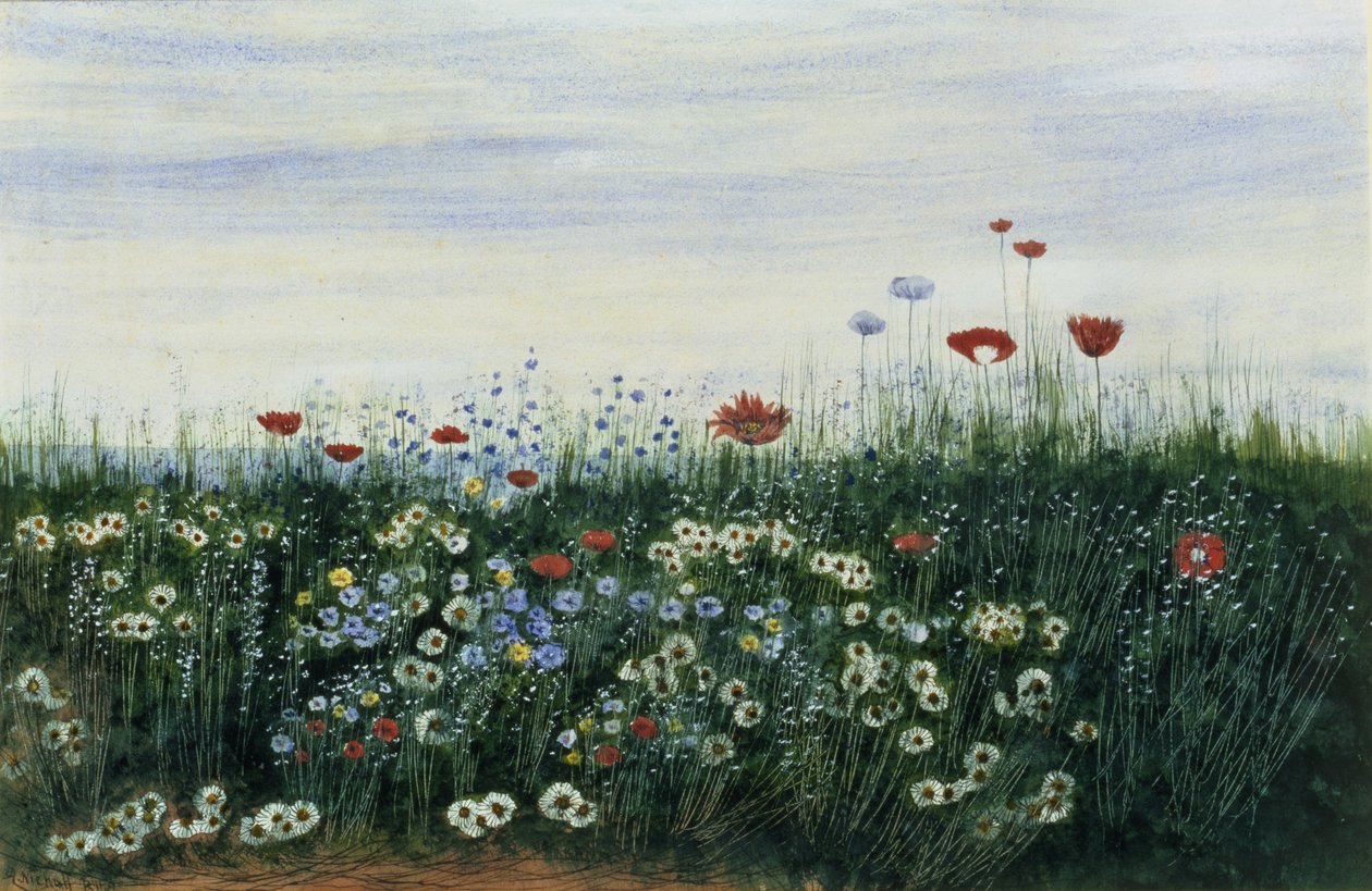 Poppies, Daisies and other Flowers by the Sea by Andrew Nicholl