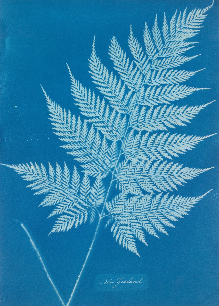 New Zealand by Anna Atkins
