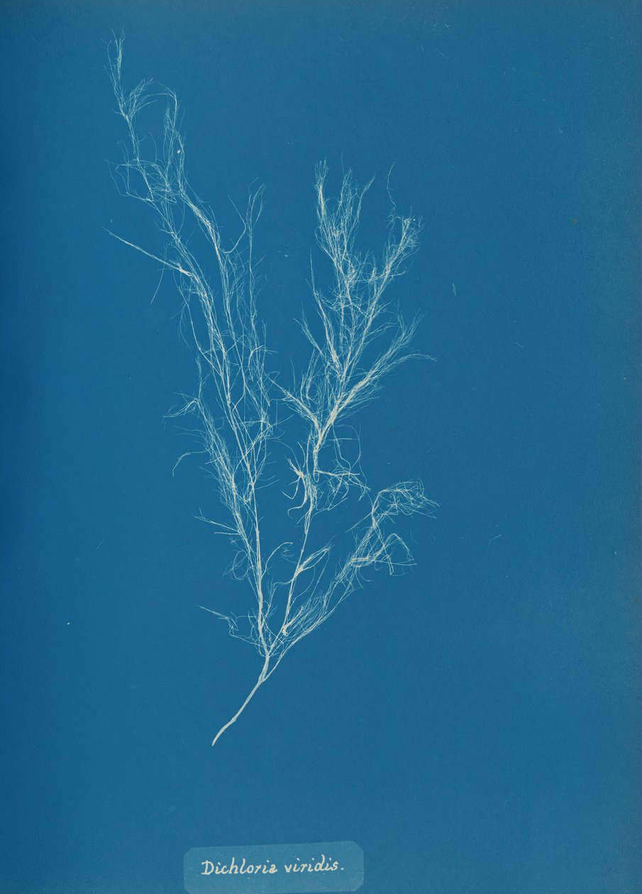 Dichloria viridis by Anna Atkins
