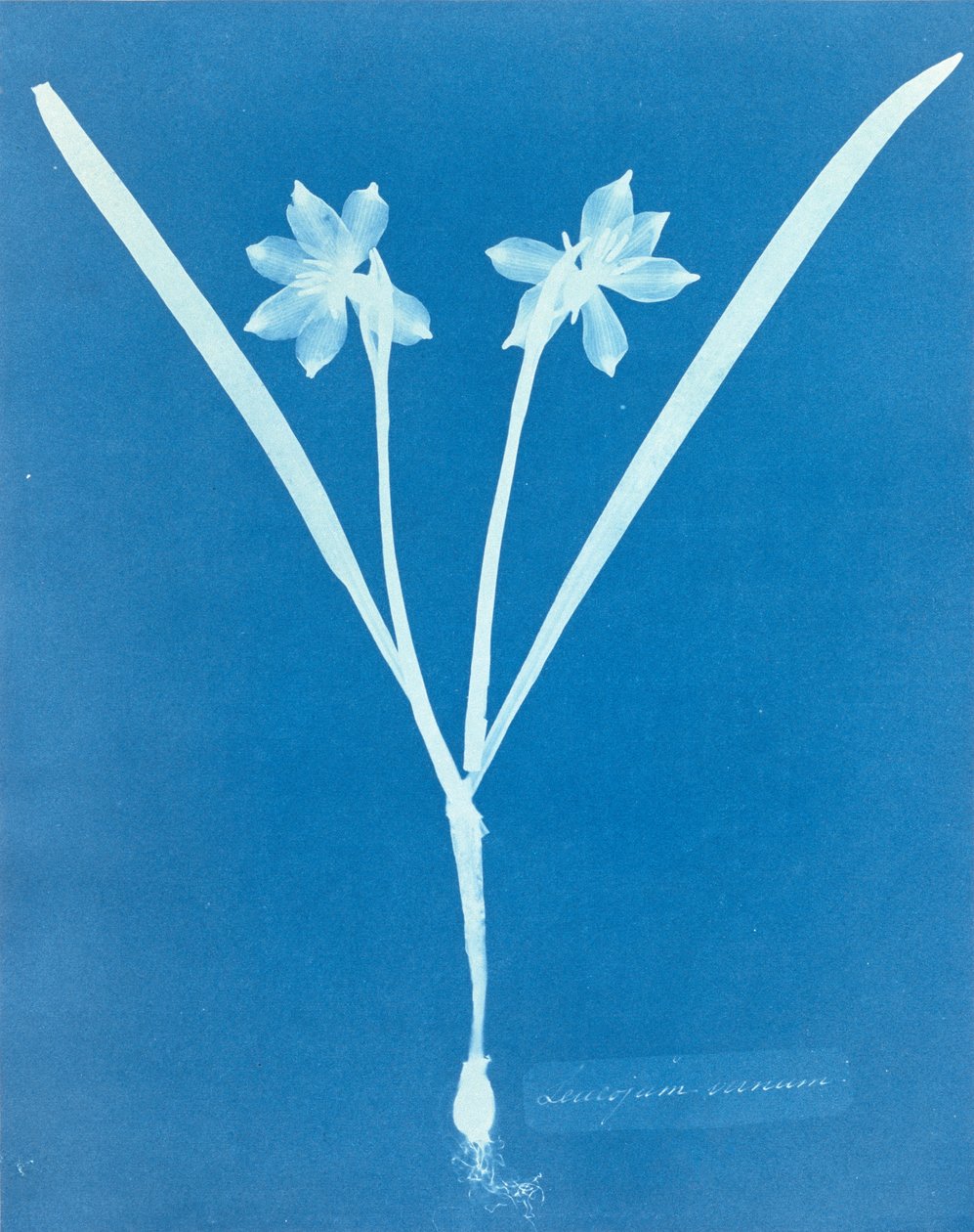 Leucojam Varium by Anna Atkins