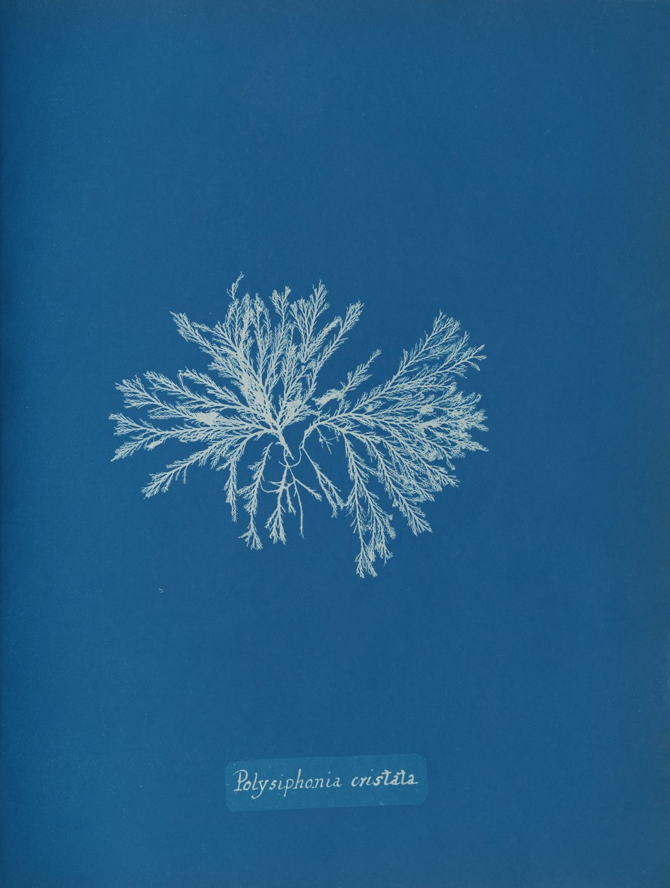 Polysiphonia cristata by Anna Atkins