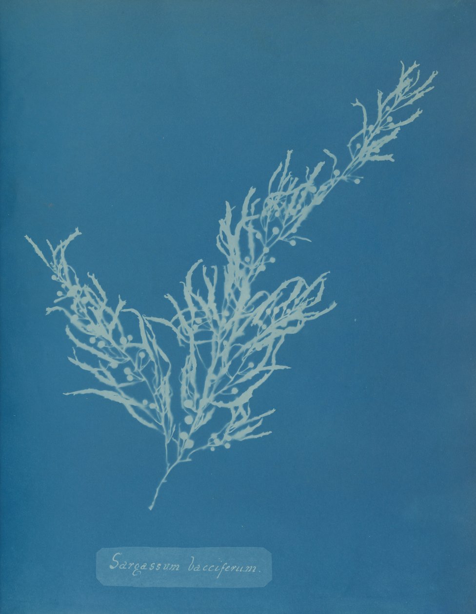 Sargassum Bacciferum, ca. 1853 by Anna Atkins