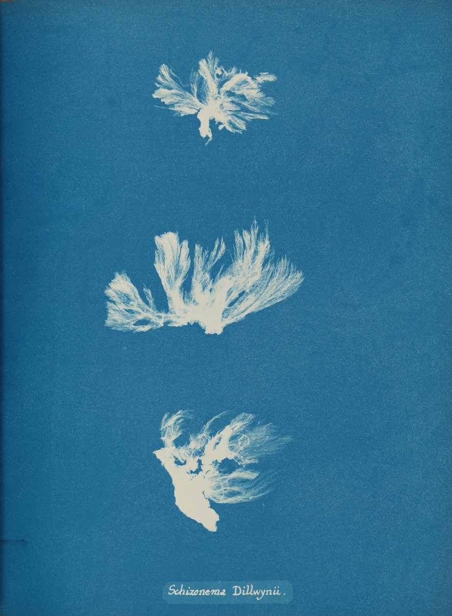 Schizonema Dillwynii by Anna Atkins