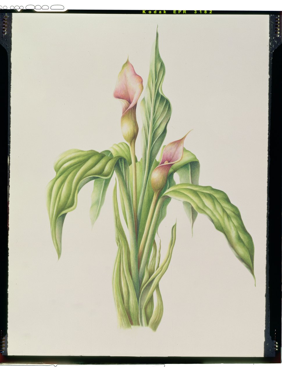 Carla Lily, 2000 by Annabel Barrett