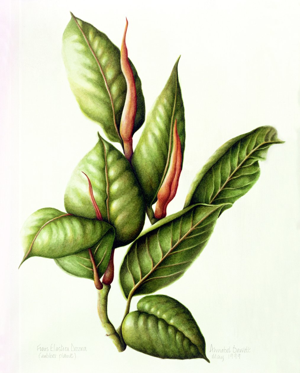 Rubber Plant, 1999 by Annabel Barrett
