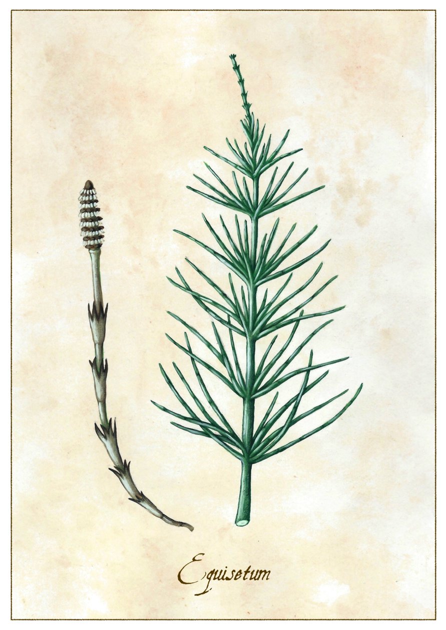 Equisetum, 2015 by Annalisa Morrocco