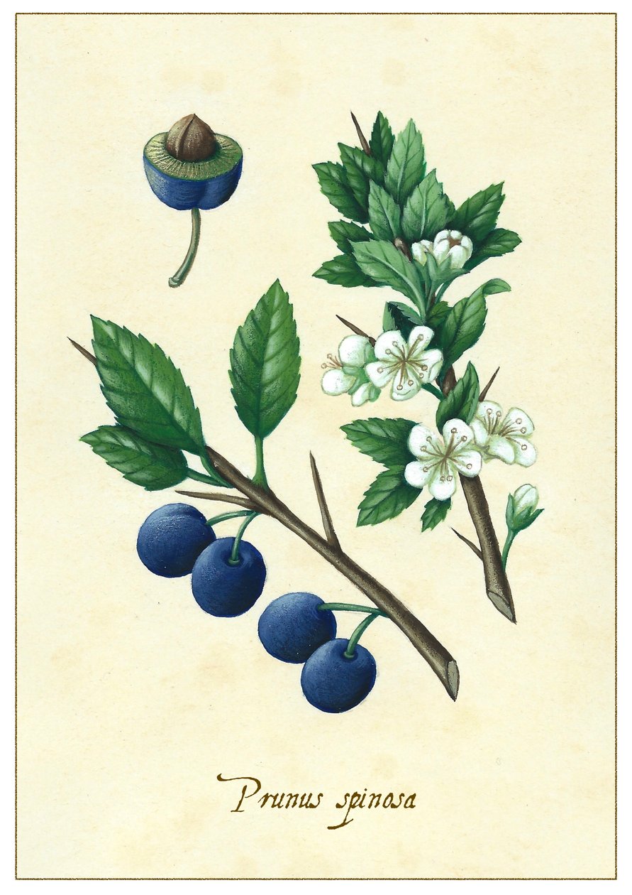 Prunus spinosa by Annalisa Morrocco
