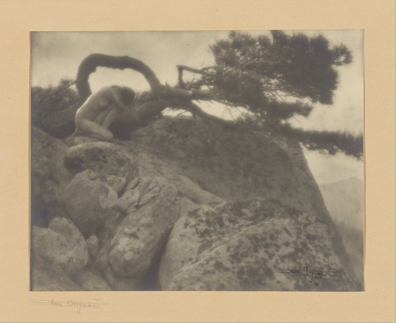 The Lone Pine by Anne W. Brigman