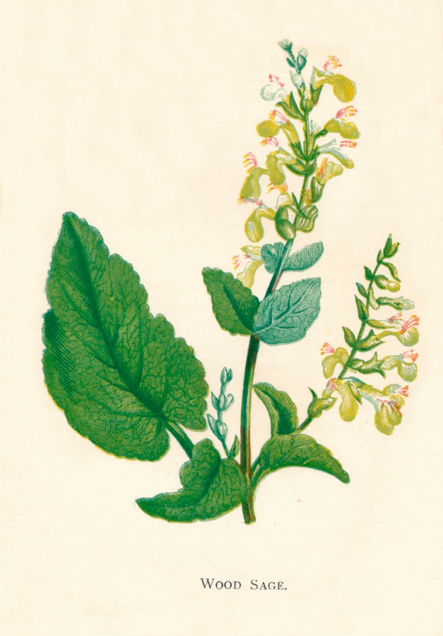 Wood Sage by Anne Pratt