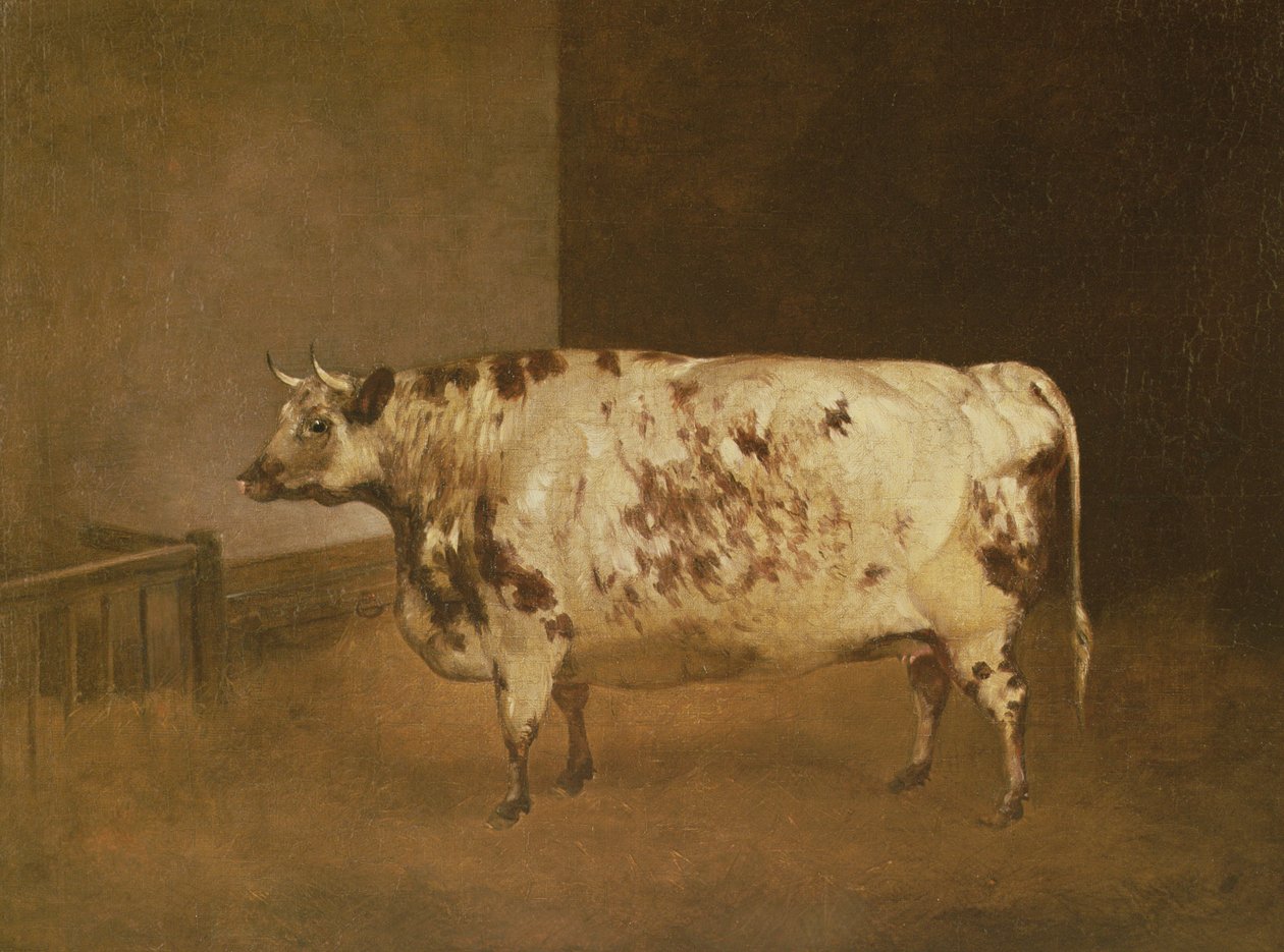 Shorthorn Cow by Unbekannt Unbekannt