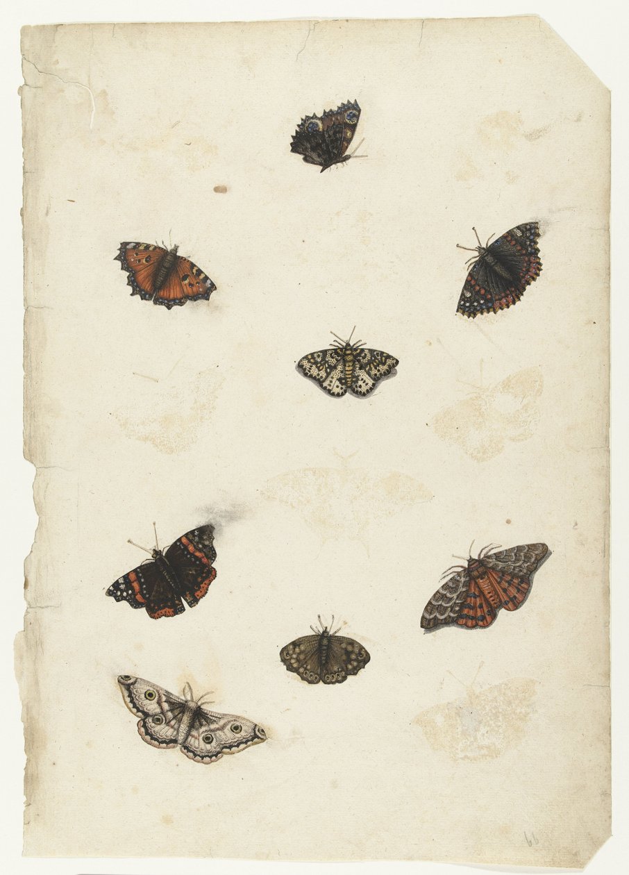 Eight Butterflies by Anonymous