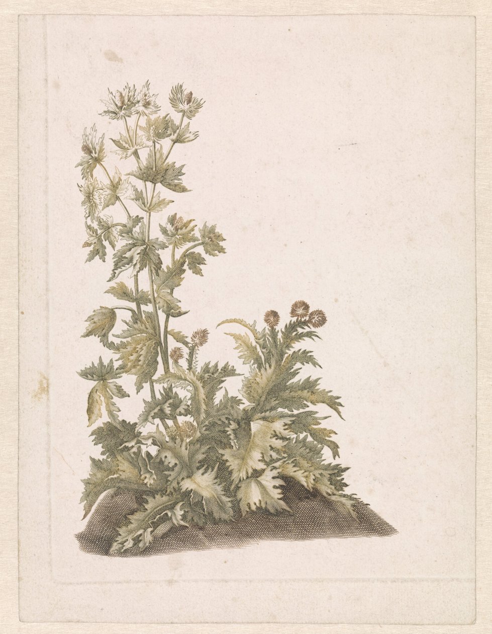 Blooming Thistles by Anonymous