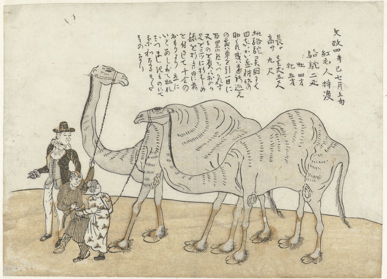 Camel and Dromedary by Anonymous