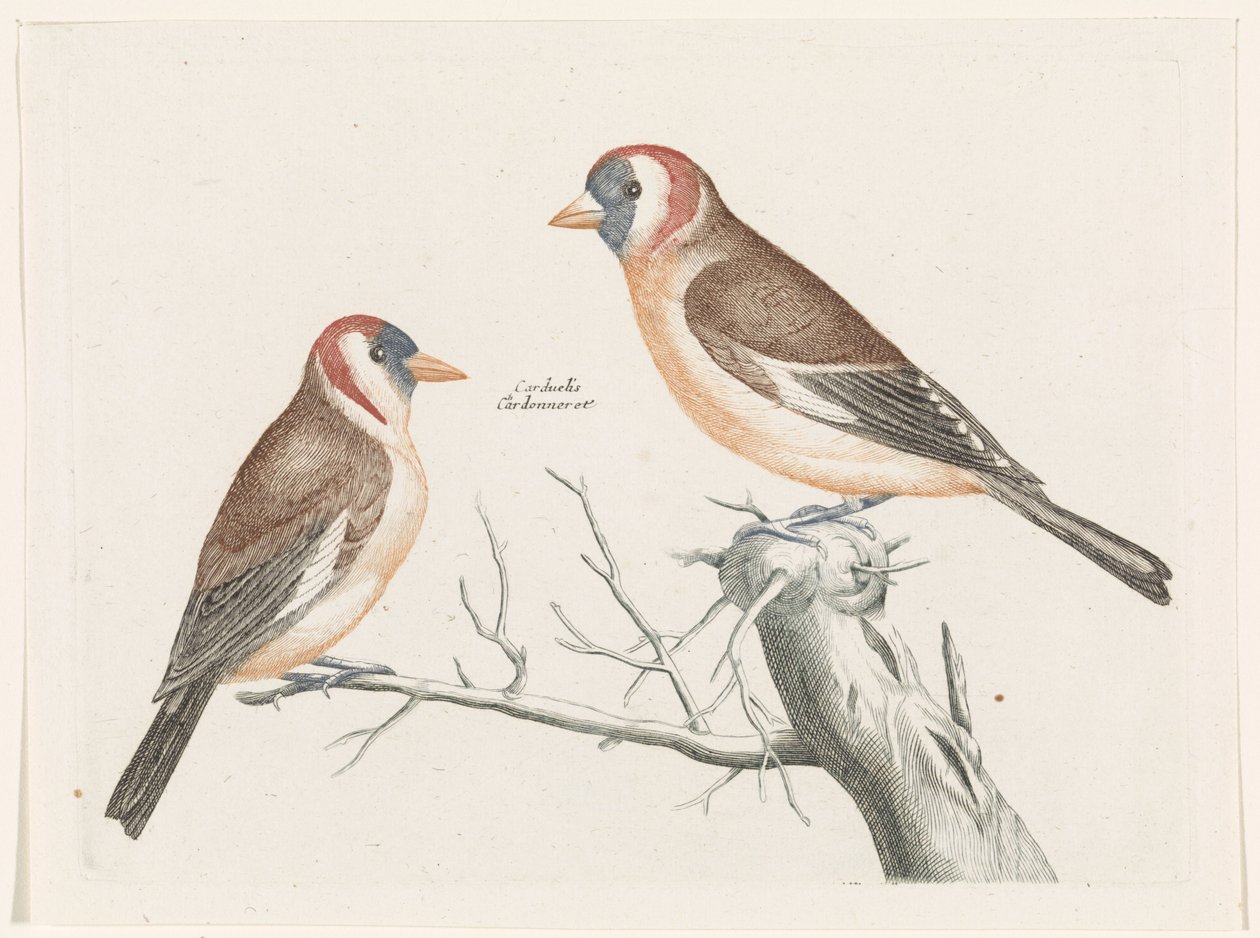 Goldfinches by Anonymous