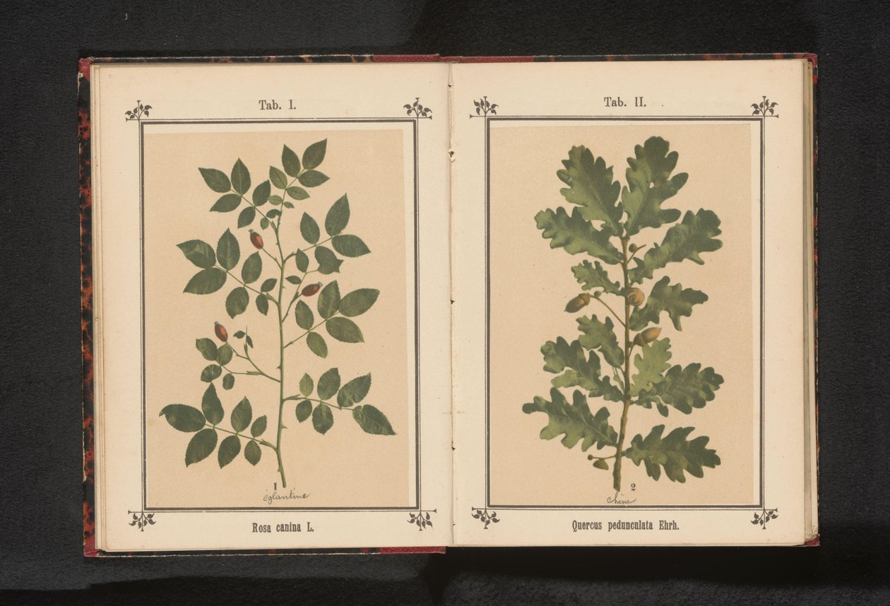 Oak Branch by Anonymous
